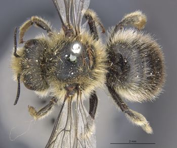 Media type: image;   Entomology 526 Aspect: habitus dorsal view